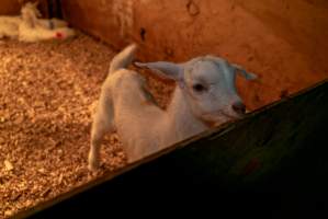 Female goat kid - In the kid shed, where the females are raised to join the breeding/milking cycle. - Captured at Cibus Goats, Trafalgar East VIC Australia.