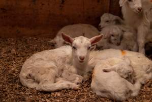 Female goat kids - In the kid shed, where the females are raised to join the breeding/milking cycle. - Captured at Cibus Goats, Trafalgar East VIC Australia.