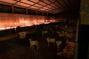 In the kid shed, where the females are raised to join the breeding/milking cycle. - Captured at Cibus Goats, Trafalgar East VIC Australia.