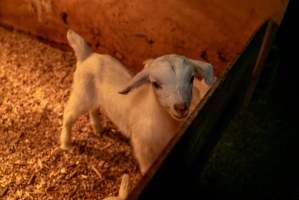 Female goat kid - In the kid shed, where the females are raised to join the breeding/milking cycle. - Captured at Cibus Goats, Trafalgar East VIC Australia.