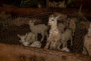 Female goat kids - In the kid shed, where the females are raised to join the breeding/milking cycle. - Captured at Cibus Goats, Trafalgar East VIC Australia.