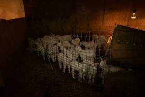 Female goat kids - In the kid shed, where the females are raised to join the breeding/milking cycle. - Captured at Cibus Goats, Trafalgar East VIC Australia.