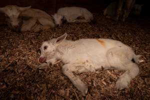 Dying female goat kid - In the kid shed, where the females are raised to join the breeding/milking cycle. - Captured at Cibus Goats, Trafalgar East VIC Australia.