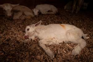 Dying female goat kid - In the kid shed, where the females are raised to join the breeding/milking cycle. - Captured at Cibus Goats, Trafalgar East VIC Australia.