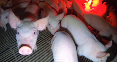 Weaner piglets - Captured at Signium Piggery, Ellangowan NSW Australia.