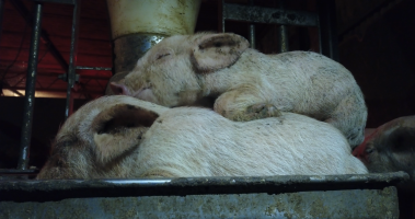 Piglets - Captured at Signium Piggery, Ellangowan NSW Australia.