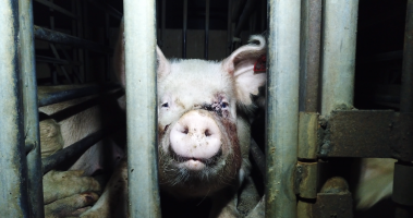 Boar or sow stall - Captured at Signium Piggery, Ellangowan NSW Australia.