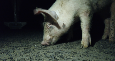 Piglet - Captured at Signium Piggery, Ellangowan NSW Australia.