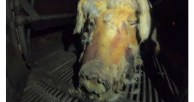 Rotting sow - Captured at Signium Piggery, Ellangowan NSW Australia.