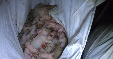 Bag of dead piglets - Captured at Signium Piggery, Ellangowan NSW Australia.