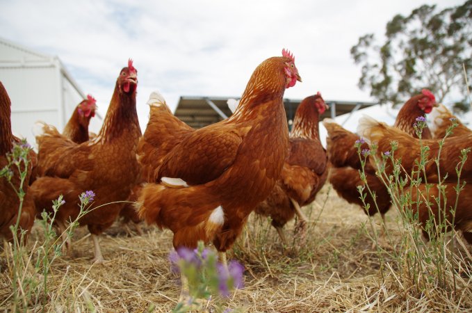 Earth Eggs - What they go through