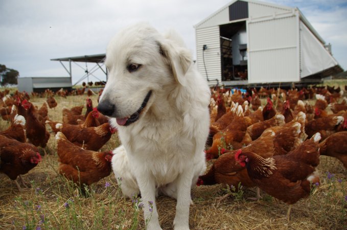 Earth Eggs - What they go through