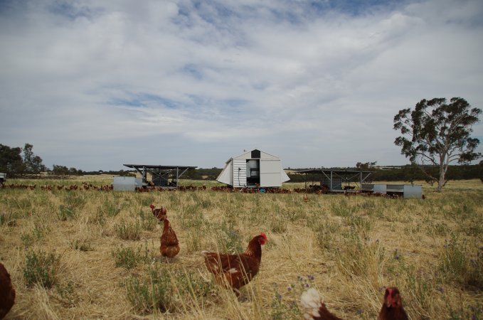 Earth Eggs - What they go through