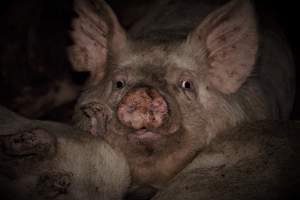 Captured at Berrybank's Grower Facility, Meredith VIC Australia.