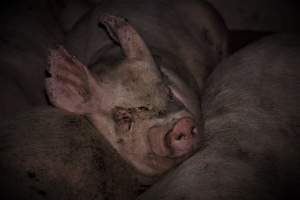 Captured at Berrybank's Grower Facility, Meredith VIC Australia.