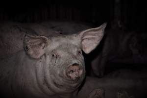 Captured at Berrybank's Grower Facility, Meredith VIC Australia.