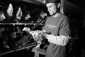 open rescue of chicken from