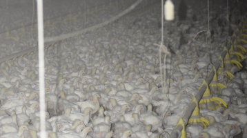 Cruelty at