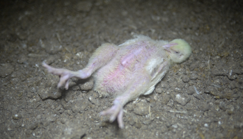 Cruelty at