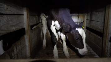 calf confined in hutch - Captured at Land O'Lakes/Zonneveld Dairy Farms, Laton CA United States.