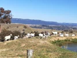 Captured at Ant Hill Farm, Good Forest NSW Australia.