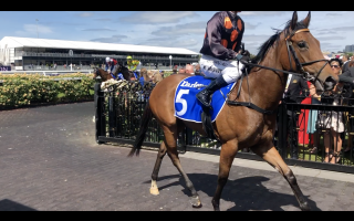 2-year old Hard Rock - Captured at Flemington Racecourse, Kensington VIC Australia.