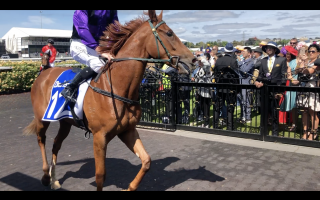 2-year old Sunflare - Captured at Flemington Racecourse, Kensington VIC Australia.