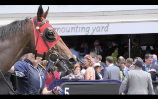 Bravo Tango - In addition to tongue ties, horses are also raced with bits that have an extended plate, preventing them from lifting their tongue while they race. - Captured at Flemington Racecourse, Kensington VIC Australia.