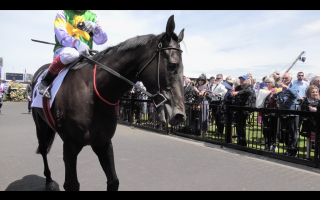 Dunbrody Power - Captured at Flemington Racecourse, Kensington VIC Australia.