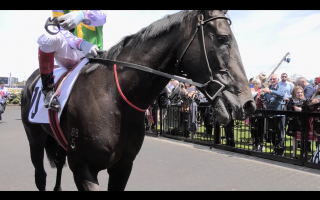 Dunbrody Power - Captured at Flemington Racecourse, Kensington VIC Australia.