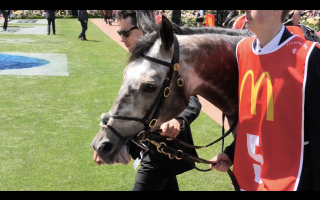 Exemplar - Wearing a tongue tie. - Captured at Flemington Racecourse, Kensington VIC Australia.