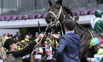 TONGUE TIE - A tongue tie is being ripped out of this horses mouth after racing - Captured at Flemington Racecourse, Kensington VIC Australia.