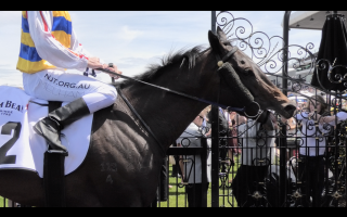 Gina's Hope - Wearing a tongue tie - Captured at Flemington Racecourse, Kensington VIC Australia.