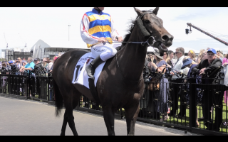 Gina's Hope - Wearing a tongue tie - Captured at Flemington Racecourse, Kensington VIC Australia.