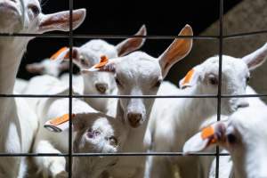 Female baby goats looking through wire fence - Captured at Lochaber Goat Dairy, Meredith VIC Australia.