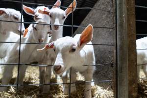 Female baby goats looking through wire fence - Captured at Lochaber Goat Dairy, Meredith VIC Australia.