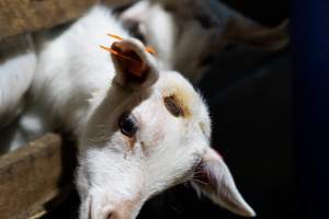 Female baby goat with burnt horn buds - Captured at Lochaber Goat Dairy, Meredith VIC Australia.