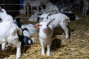 Female baby goats after disbudding - Captured at Lochaber Goat Dairy, Meredith VIC Australia.