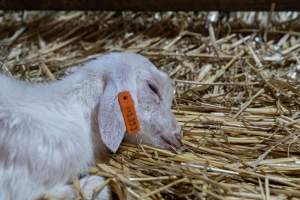 Sick/dying female baby goat - Captured at Lochaber Goat Dairy, Meredith VIC Australia.