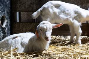 Female baby goats after disbudding - Captured at Lochaber Goat Dairy, Meredith VIC Australia.