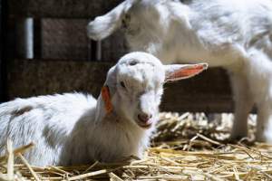 Female baby goats after disbudding - Captured at Lochaber Goat Dairy, Meredith VIC Australia.