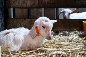 Female baby goats after disbudding - Captured at Lochaber Goat Dairy, Meredith VIC Australia.