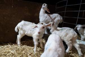 Female baby goats after disbudding - Captured at Lochaber Goat Dairy, Meredith VIC Australia.