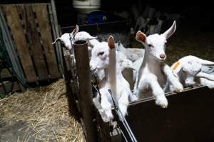 Female baby goats - Captured at Lochaber Goat Dairy, Meredith VIC Australia.