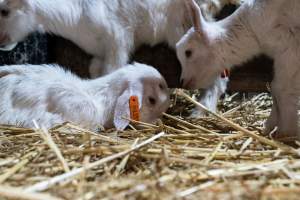 Female baby goats - Captured at Lochaber Goat Dairy, Meredith VIC Australia.