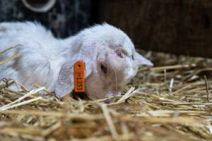 Female baby goat after disbudding - Captured at Lochaber Goat Dairy, Meredith VIC Australia.