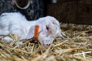 Sick female baby goat after disbudding - Captured at Lochaber Goat Dairy, Meredith VIC Australia.