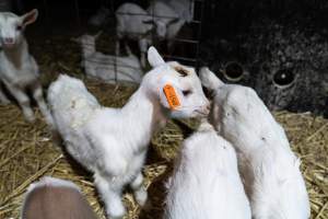 Sick female baby goat after disbudding - Captured at Lochaber Goat Dairy, Meredith VIC Australia.