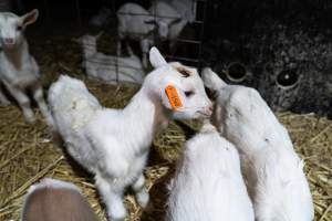 Sick female baby goat after disbudding - Captured at Lochaber Goat Dairy, Meredith VIC Australia.