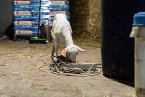 Female baby goat in walkway between pens - Captured at Lochaber Goat Dairy, Meredith VIC Australia.